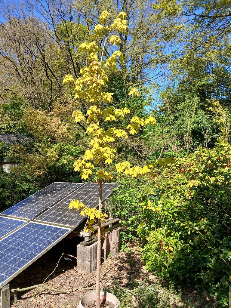 esdoorn, Tuin en Terras, Ophalen, In pot