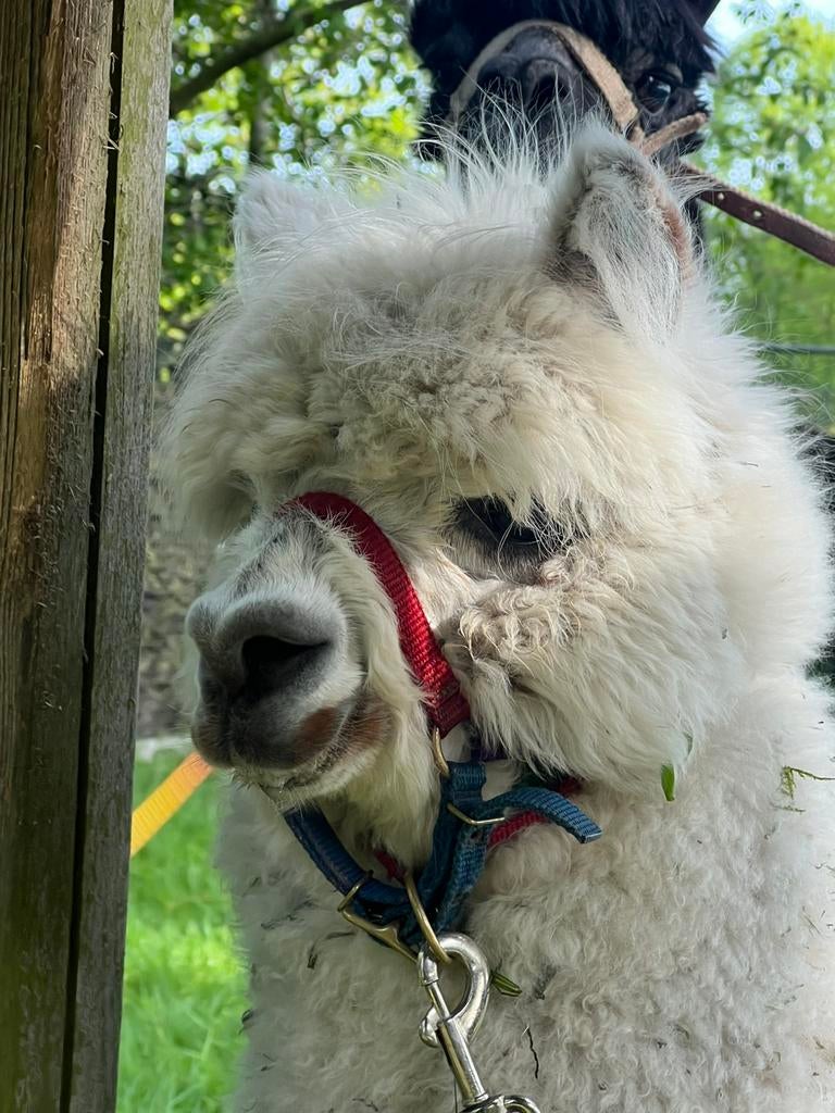 Alpaca, Juni, Mannelijk