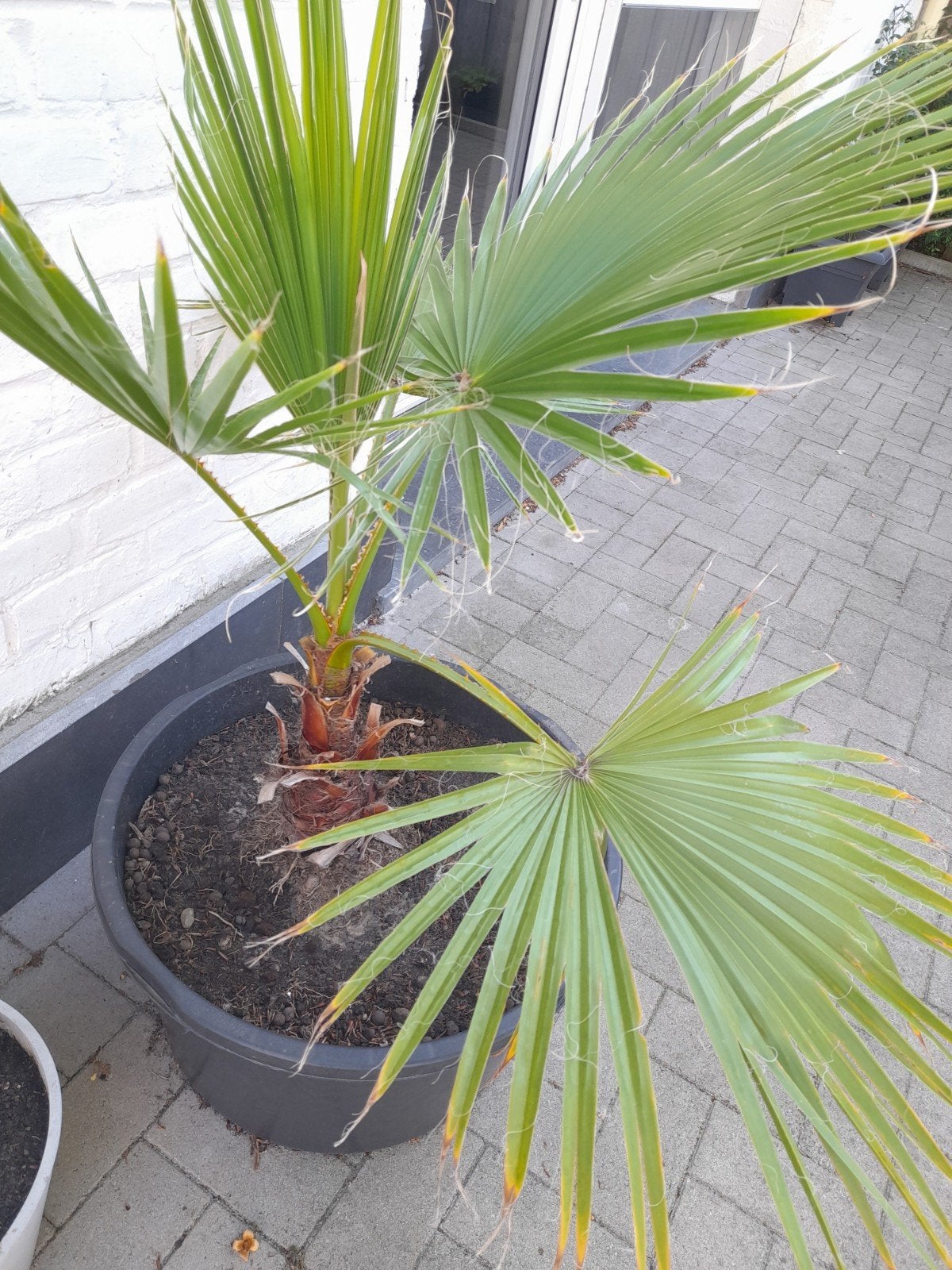 Palmboom met pot, Tuin en Terras, Ophalen