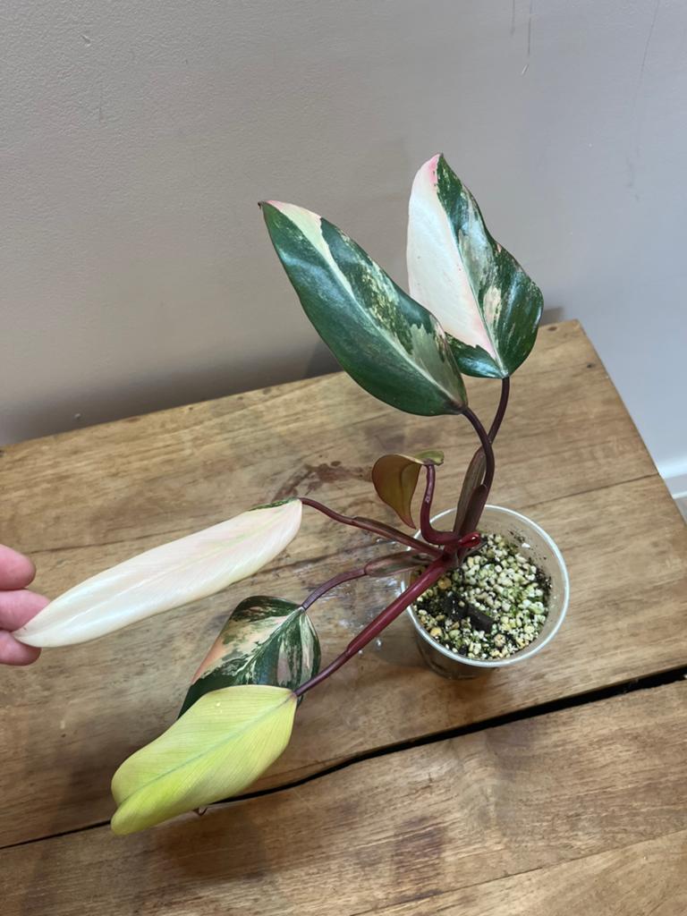 Philodendron Strawberry Shake, Huis en Inrichting, Kamerplanten, Verzenden