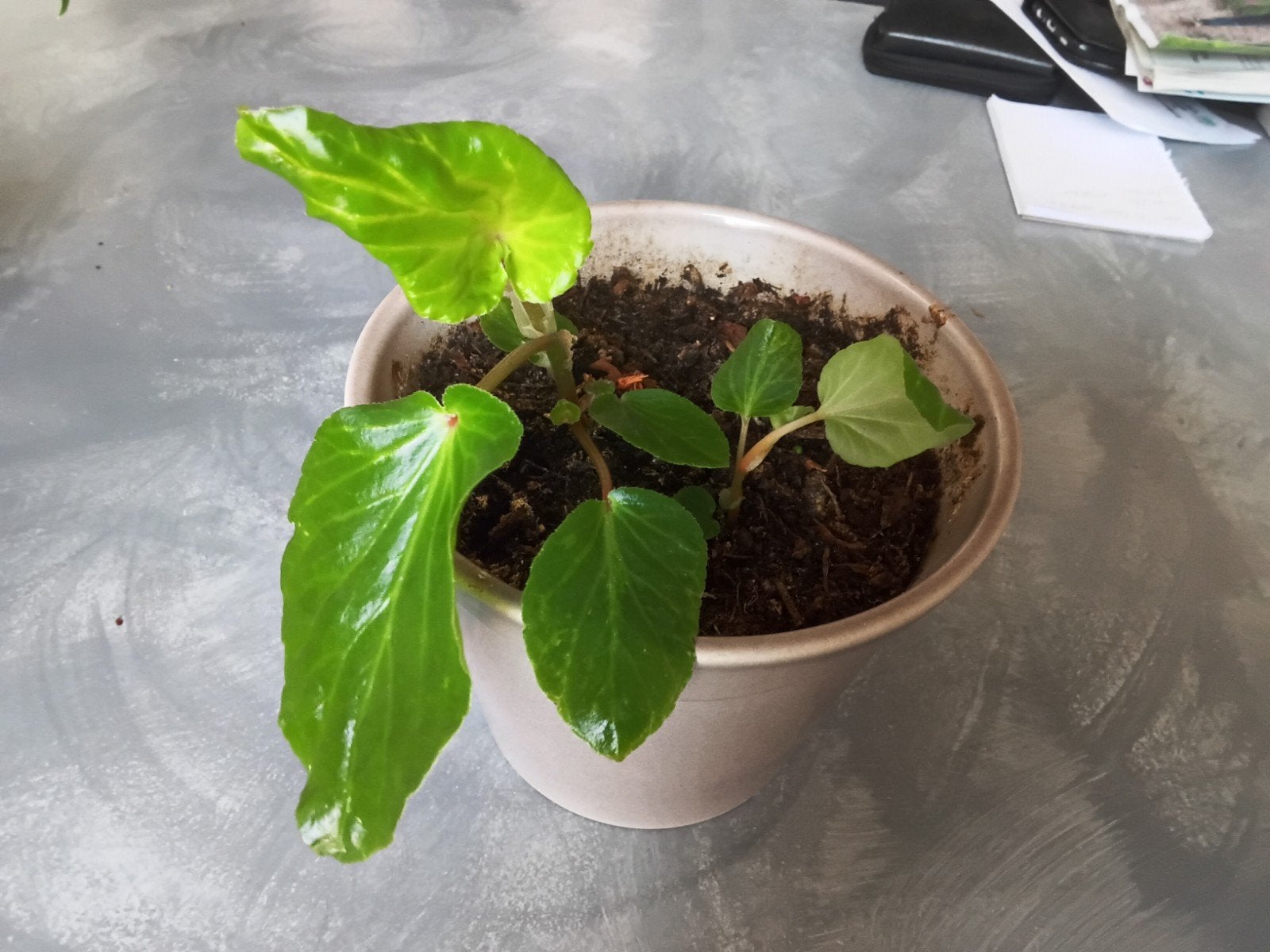 Semis de Begonia hirtella link à vendre, En pot, Enlèvement ou Envoi, Plante à fleurs, Moins de 100 cm