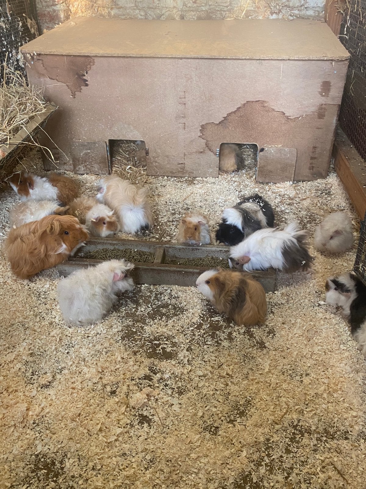 Zeugjes Alpaca/Peruvian, Dieren en Toebehoren, Cavia, April, Vrouwelijk, Tam