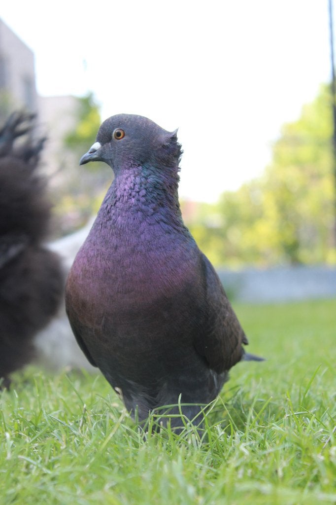1 tuimelaar (doffer) en 1 takla duivin (mogen ook apart weg), Dieren en Toebehoren, Vogels | Duiven, Meerdere dieren, Tuimelaar of Roller