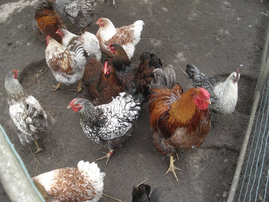 broedeieren wyandotte groothoenders, Dieren en Toebehoren, Geslacht onbekend, Kip