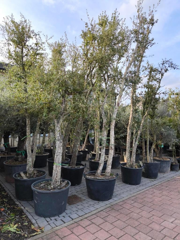 Kurkeiken quercus suber te koop, Tuin en Terras, Overige soorten, 250 tot 400 cm, Zomer, Ophalen