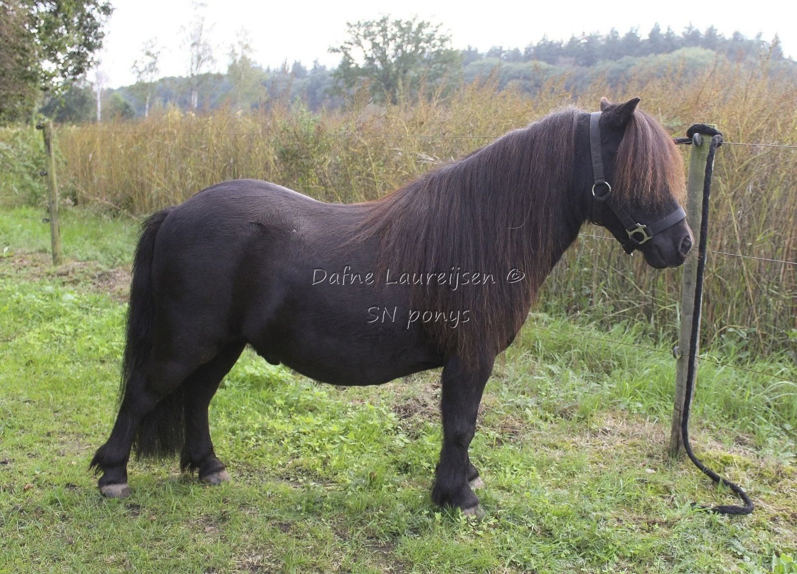 shetland ruin🩵 & merrie 🩷, Animaux & Accessoires, Plusieurs animaux, Non dressé, Avec puce électronique