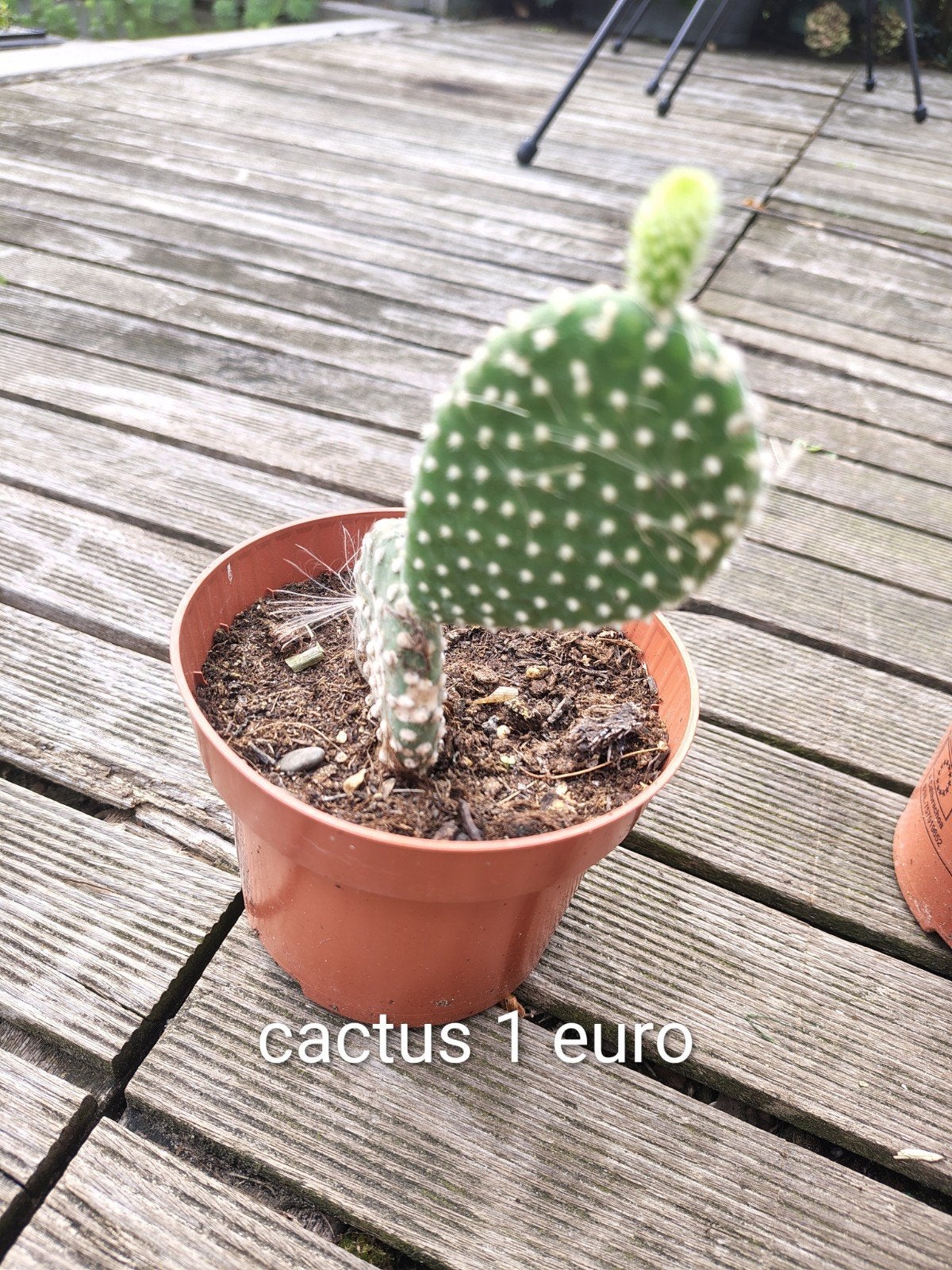 cactus 1 euro, Ophalen, Cactus