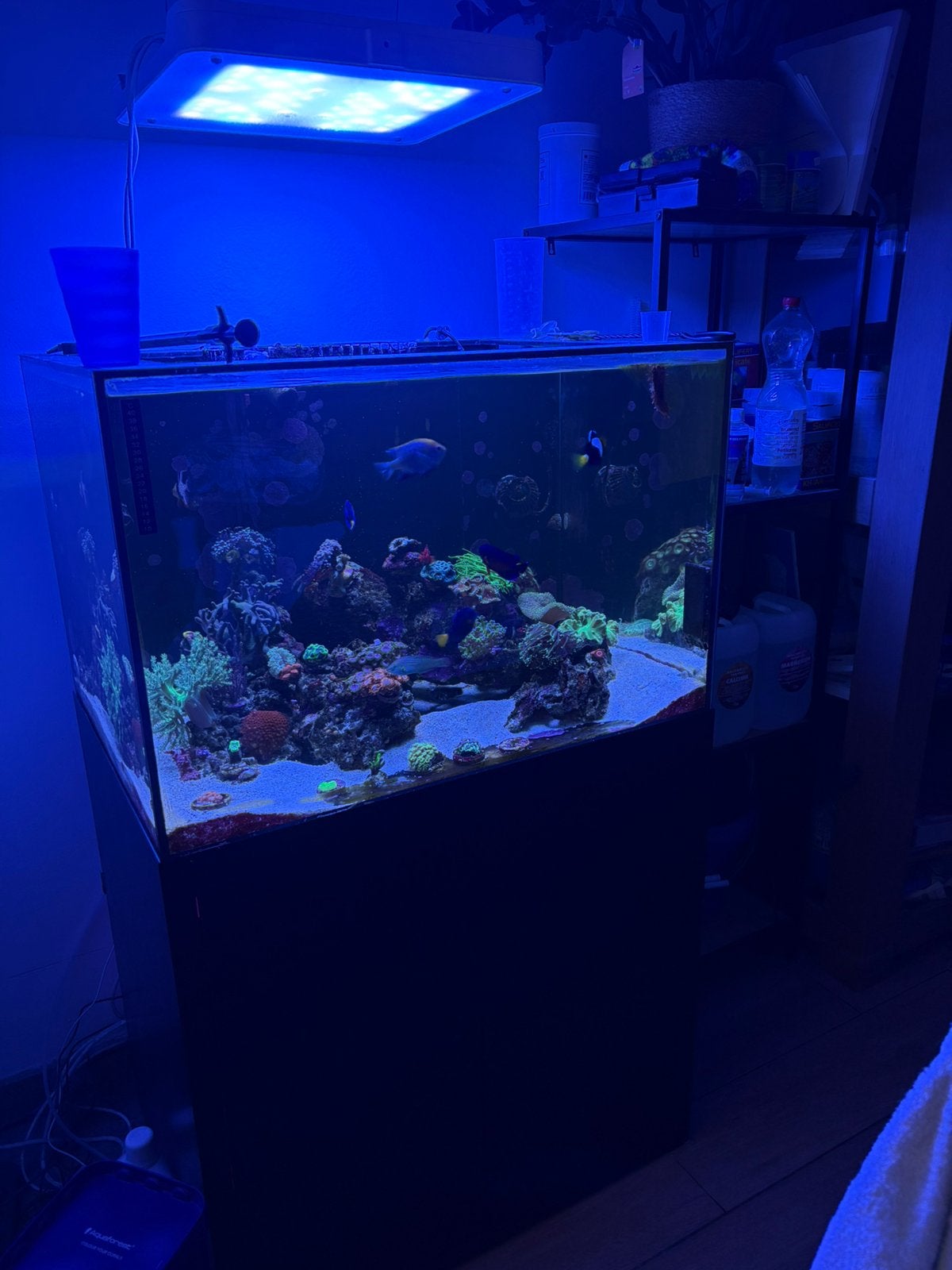 Zeeaquarium compleet, Dieren en Toebehoren, Ophalen, Gevuld zeewateraquarium, Gebruikt, Inclusief vissen