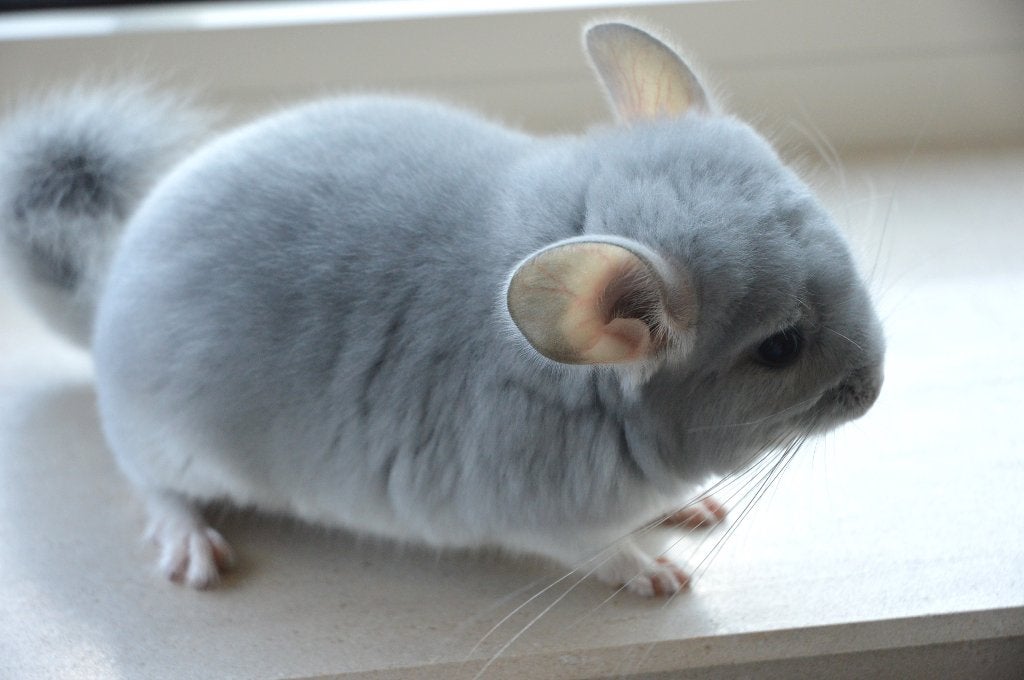 chinchilla jonge bokjes / mannetjes, Dieren en Toebehoren, Knaagdieren, Chinchilla, Juni, Mannelijk, Tam