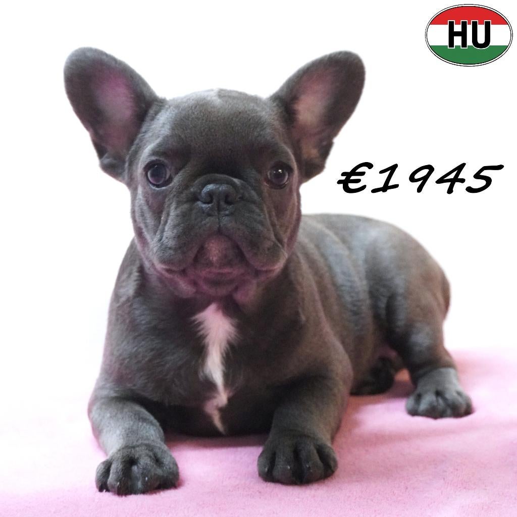 Prachtige Franse Bulldog pups te koop, 15 weken tot 1 jaar, Buitenland, Parvo, Meerdere