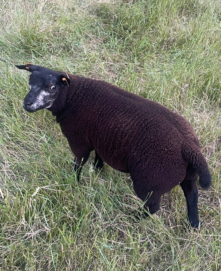 Luxe Blauwe Texelaar stamboekramlam, Dieren en Toebehoren