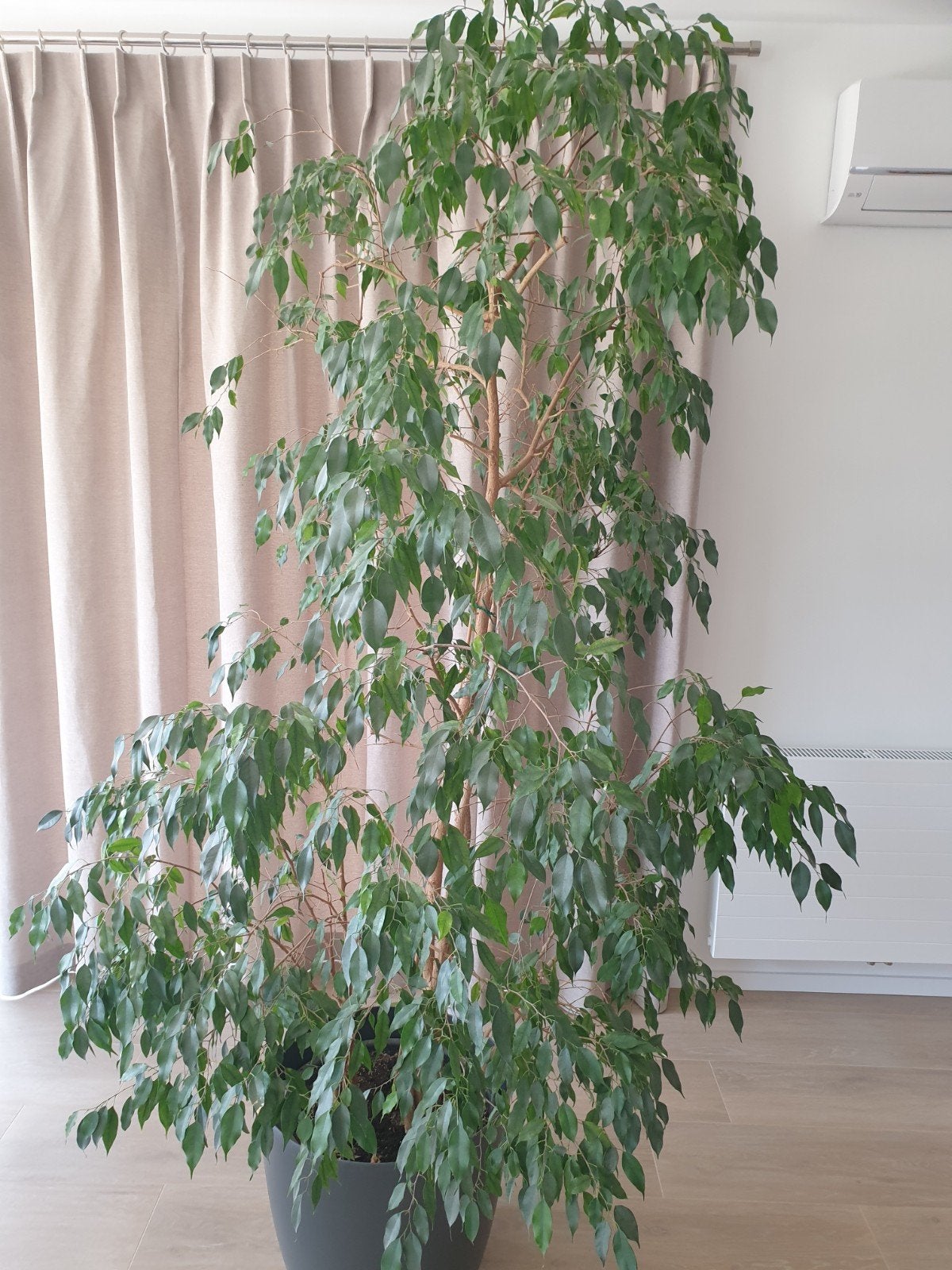 plante ficus, Jardin & Terrasse, Plantes | Arbres, Enlèvement