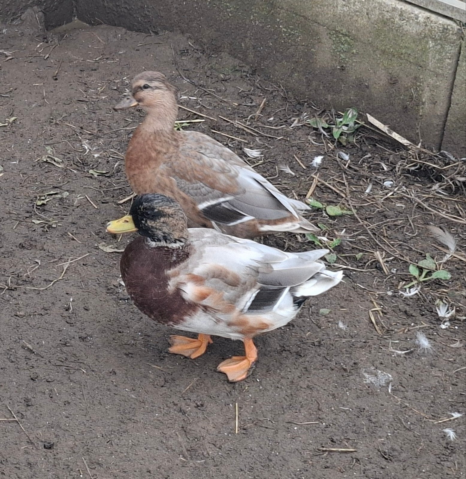 Hollandse kwakers, Dieren en Toebehoren, Meerdere dieren, Eend