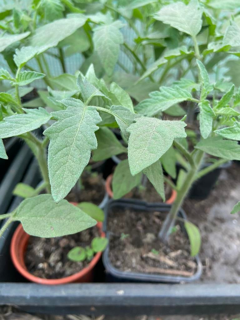 Groenten, fruit - tuinplanten, biologisch gekweekt, Jardin & Terrasse, Plantes | Jardin, Enlèvement, Plante fixe, Plantes potagères