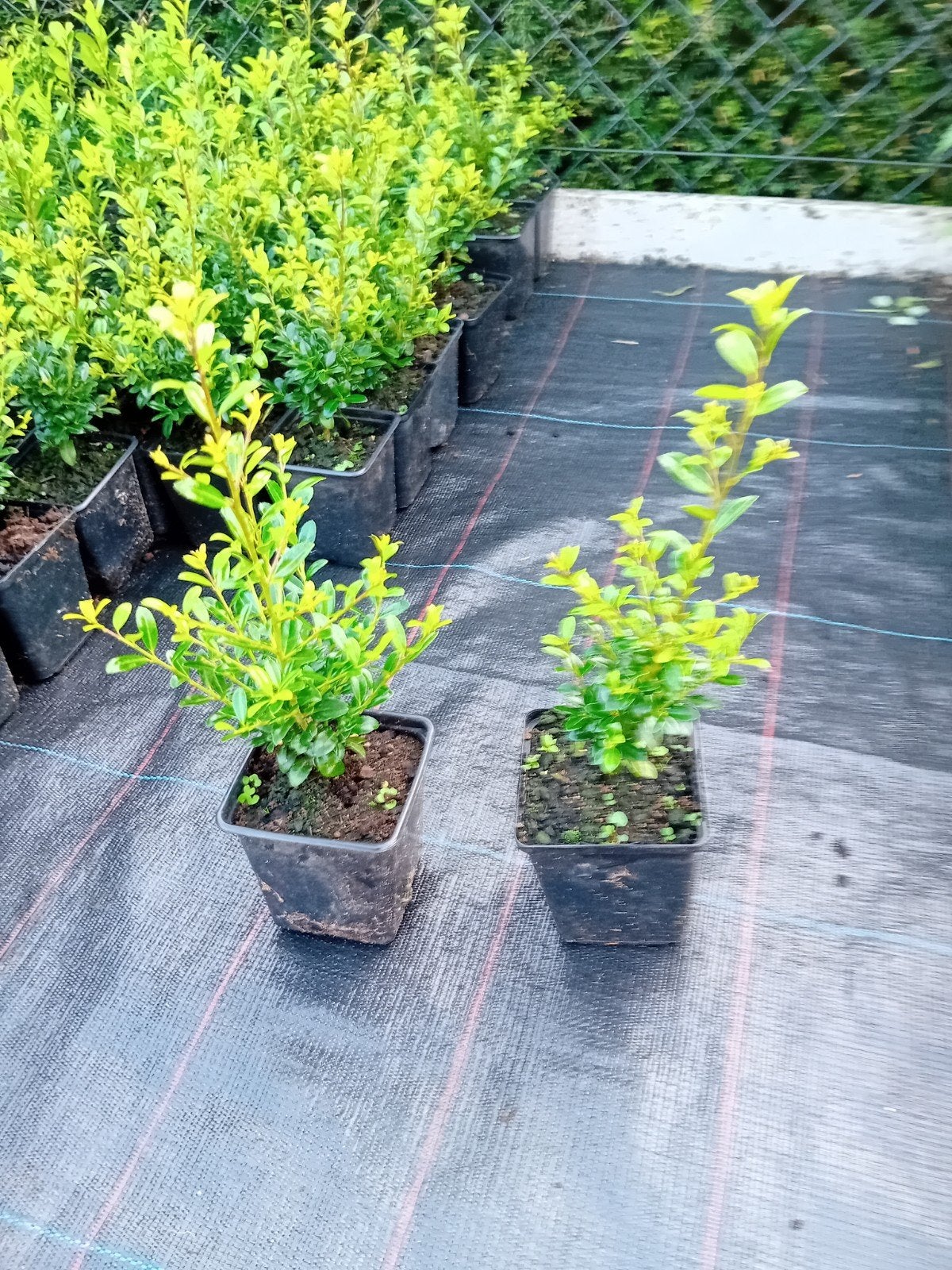 Ilex, Tuin en Terras, Ophalen