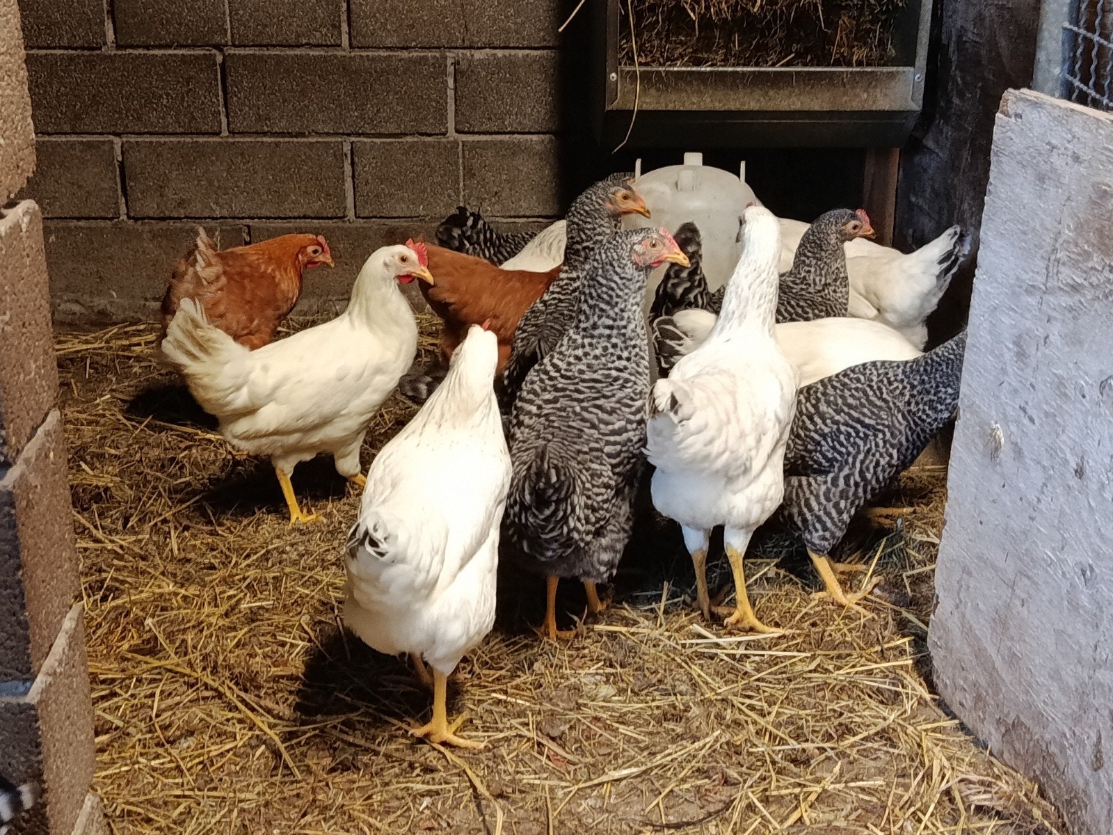 12 jonge legkippen promo !!, Dieren en Toebehoren, Pluimvee, Kip