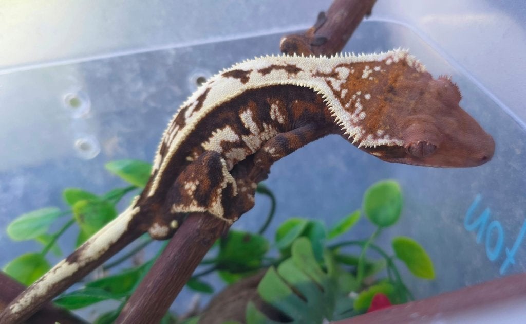 RTB Sable wimpergekko man, Animaux & Accessoires, Reptiles & Amphibiens, Lézard, Domestique, 0 à 2 ans