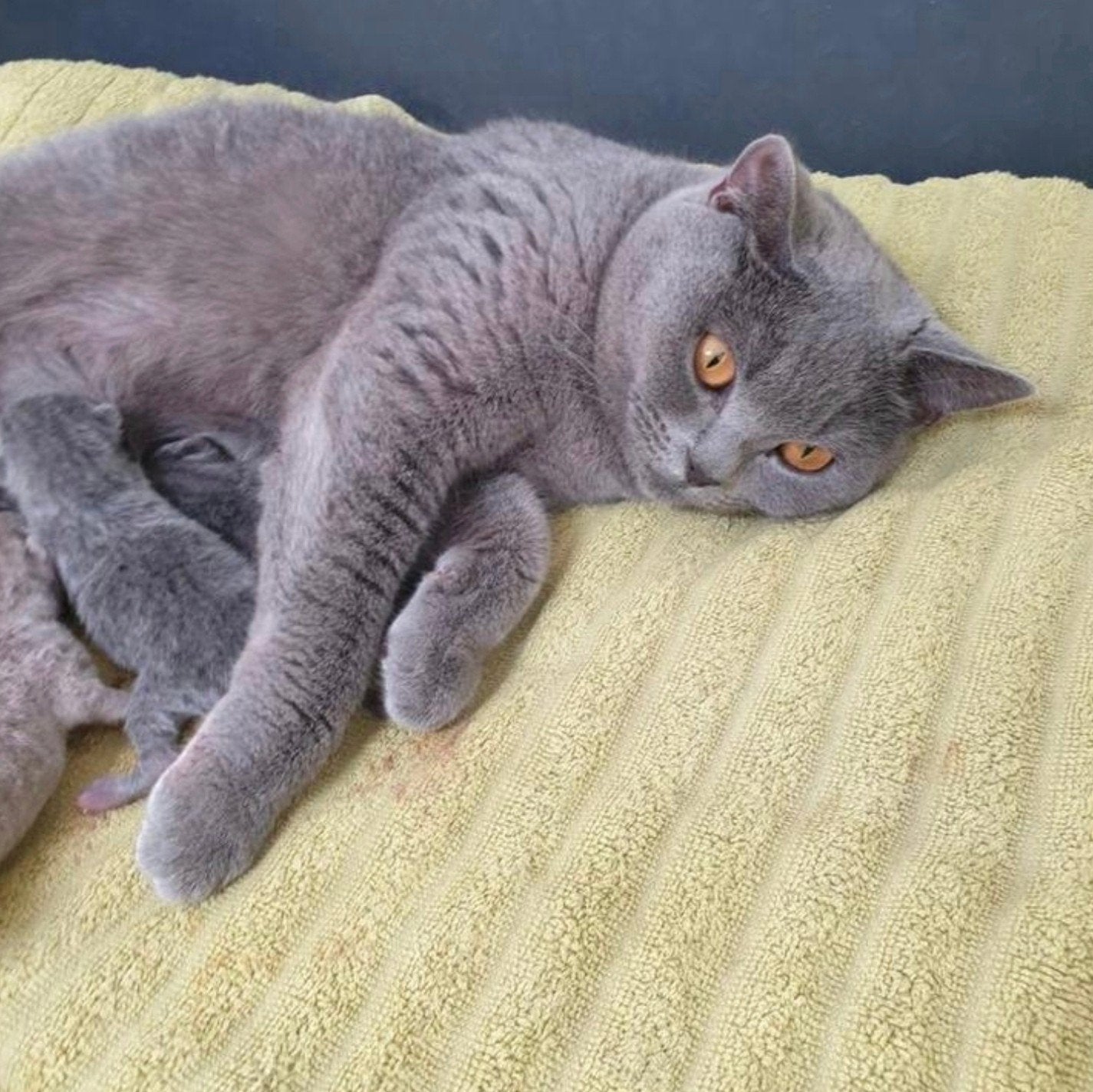 Betites Chatons british shorthair, Animaux & Accessoires, Chats & Chatons | Chats de race | Poil ras, Chatte ou Chat, Vacciné