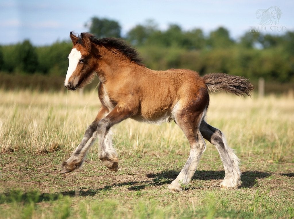 Irish/Gypsy Cob/tinker  stunning bay colt foal, Dieren en Toebehoren, Hengst, Met stamboom, 0 tot 2 jaar