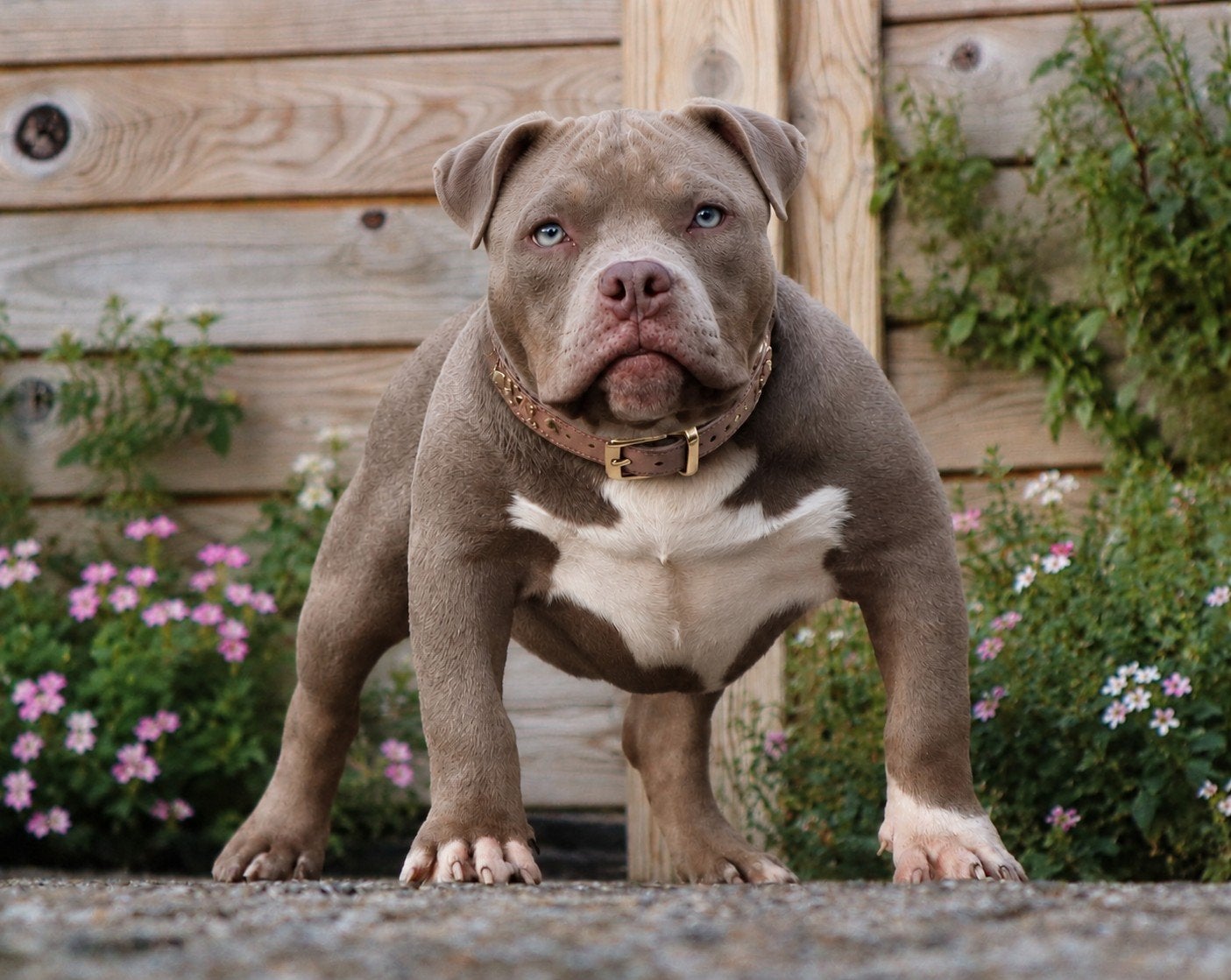 Prachtige bijzondere American bully puber pup, Dieren en Toebehoren, België, 15 weken tot 1 jaar, Overige rassen, Teef