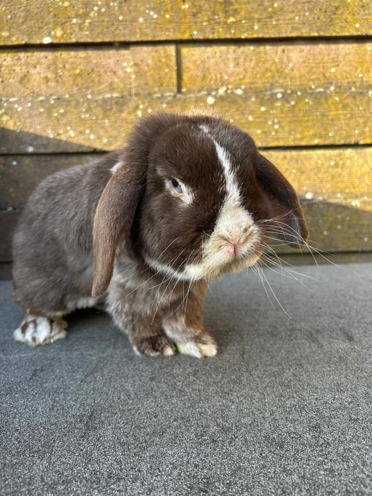 Havanna zilvervos vienna Ram ter dekking (niet te koop), Dieren en Toebehoren, Dwerg, Hangoor