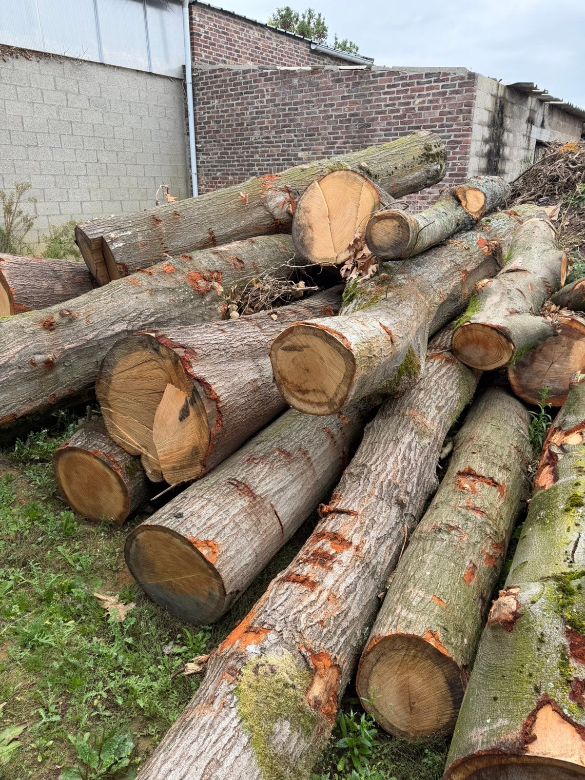 Brandhout eik en beuk, 6 m³ of meer, Ophalen, Eikenhout, Stammen