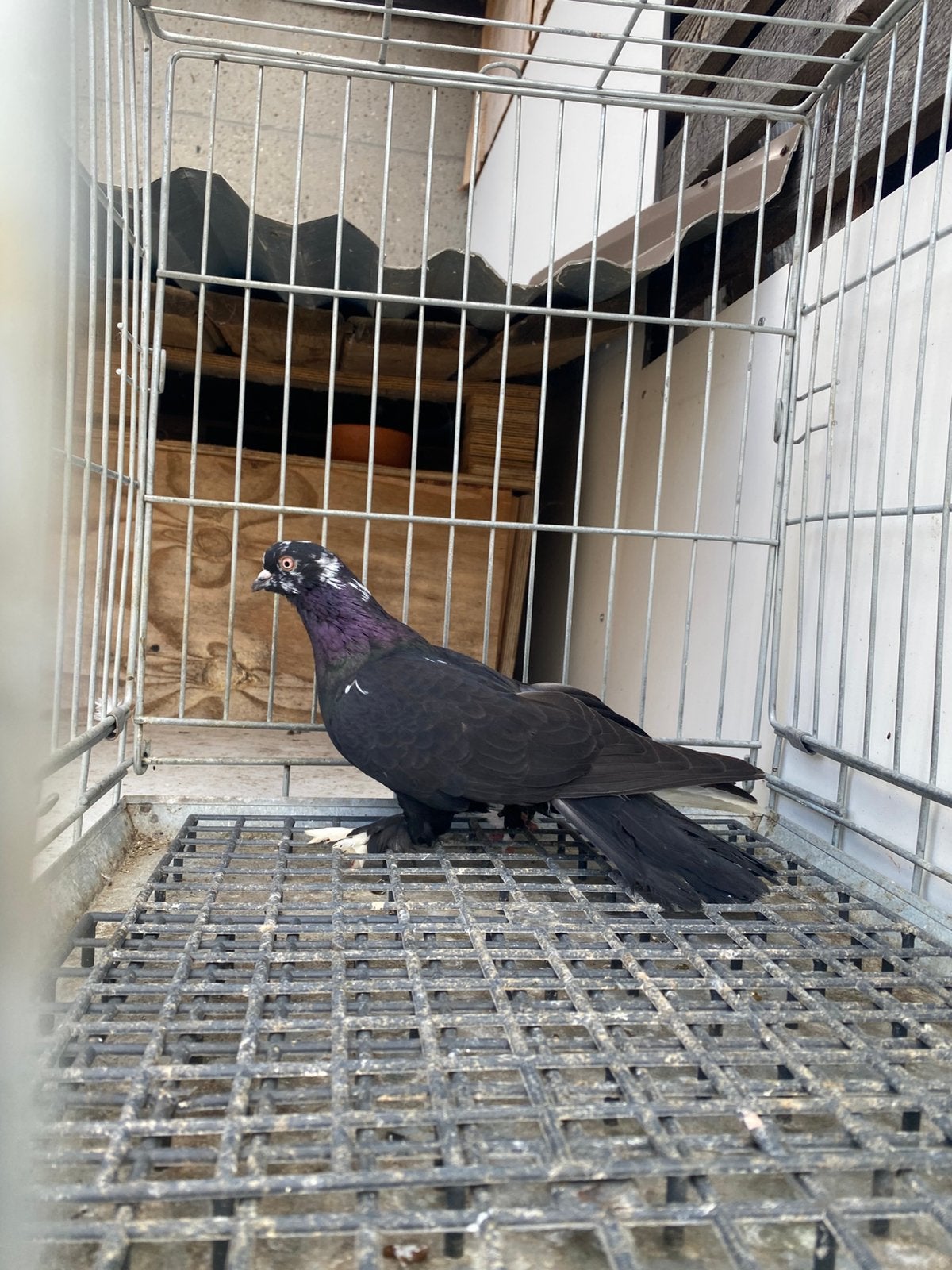 prachtige getekende duif, Dieren en Toebehoren