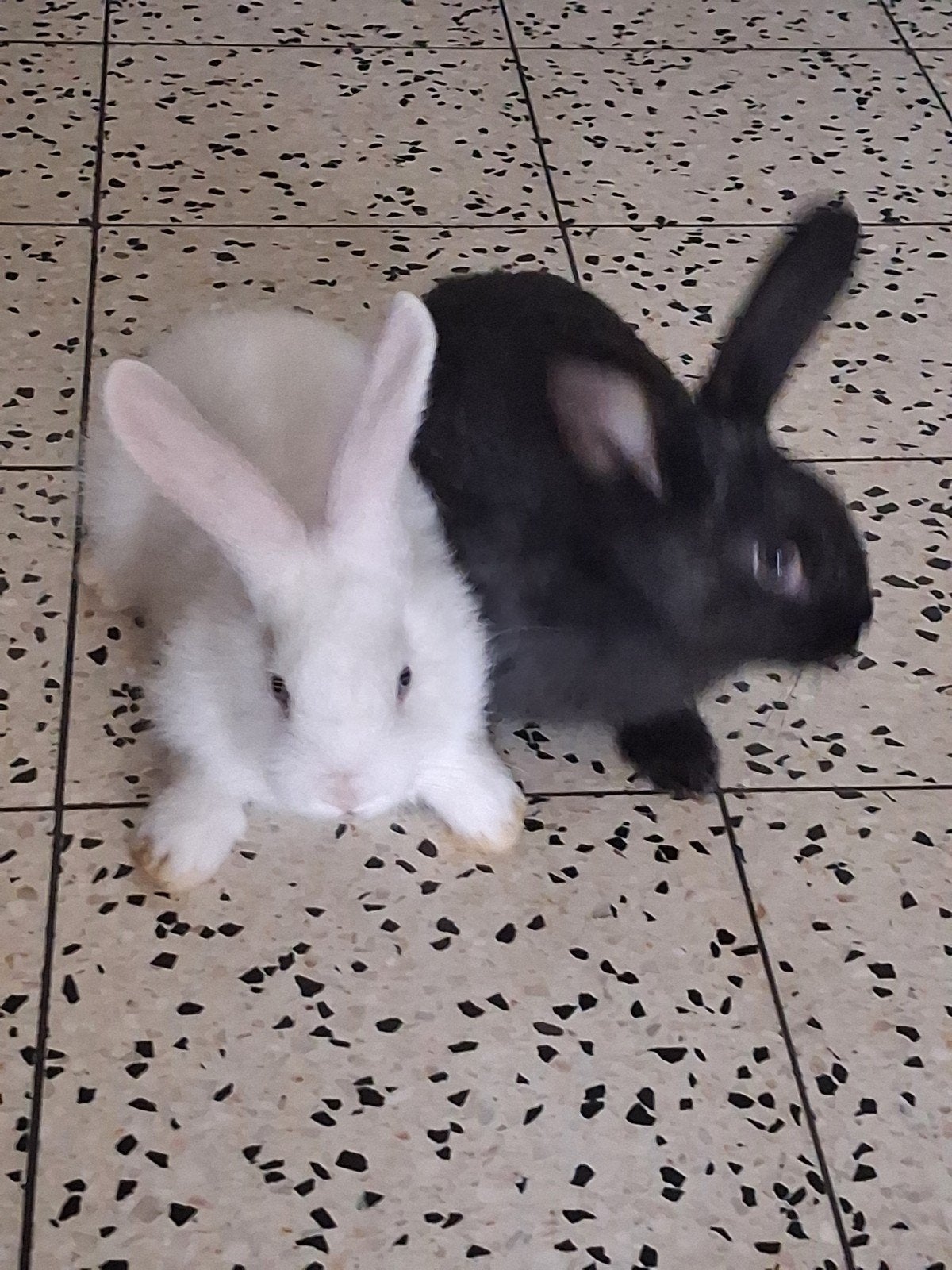 lapins nains à donner, Animaux & Accessoires, Nain