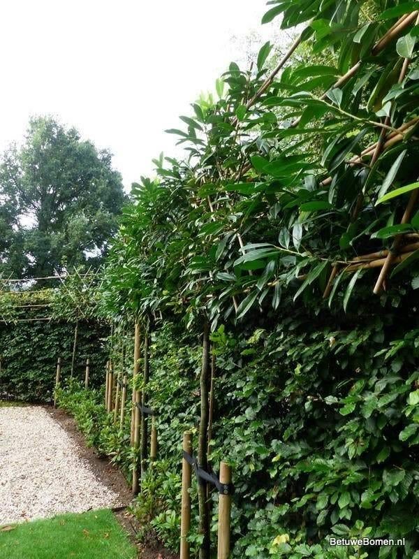Leilaurier — Un épiaire à feuilles persistantes pour chaque, Enlèvement ou Envoi, En pot, Espalier