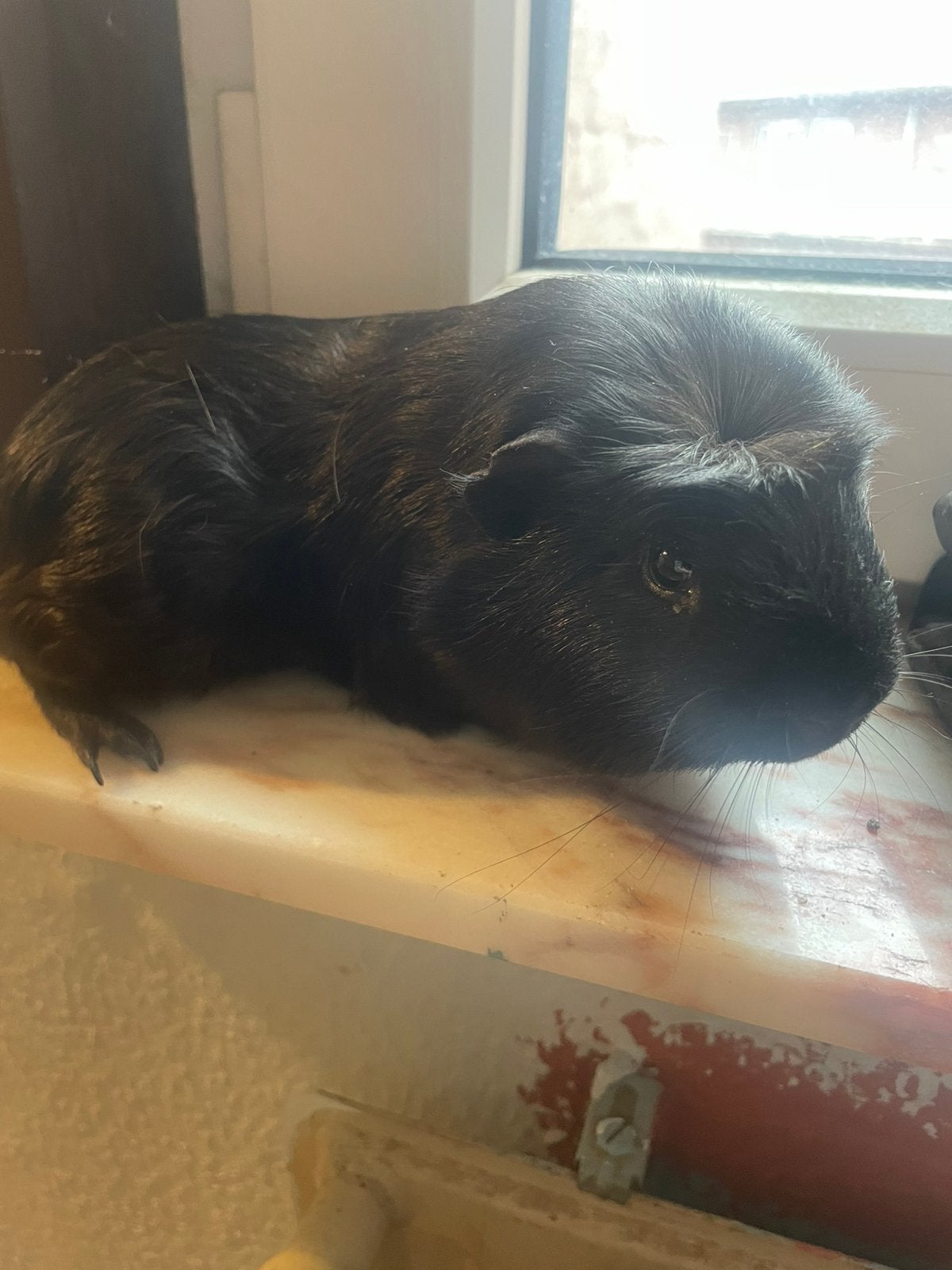 Cavia zoekt lieve mensen, Dieren en Toebehoren, België, Particulier, Meerdere, HCC (leverziekte)