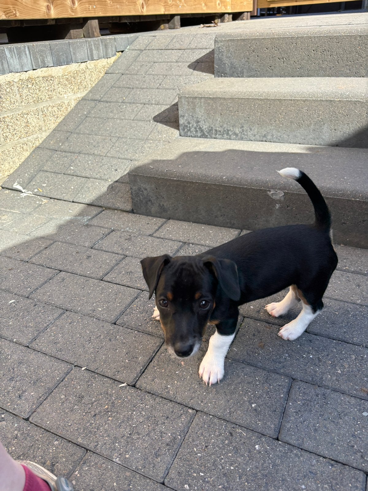 Kortpotige jack russel pup uit geteste ouders, Dieren en Toebehoren, Honden | Jack Russells en Terriërs, België, Fokker | Hobbymatig