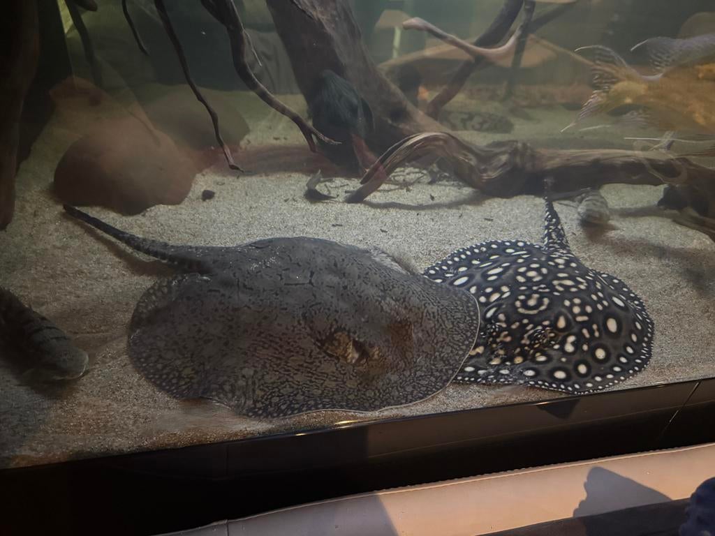 2 potamotrygon vrouwen - roggen - 25cm+, Vis, Zoetwatervis