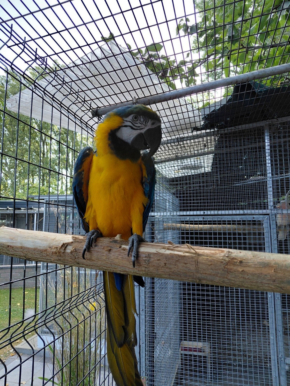 Ara blauwgeel, Dieren en Toebehoren, Vogels | Parkieten en Papegaaien, Mannelijk, Papegaai, Geringd