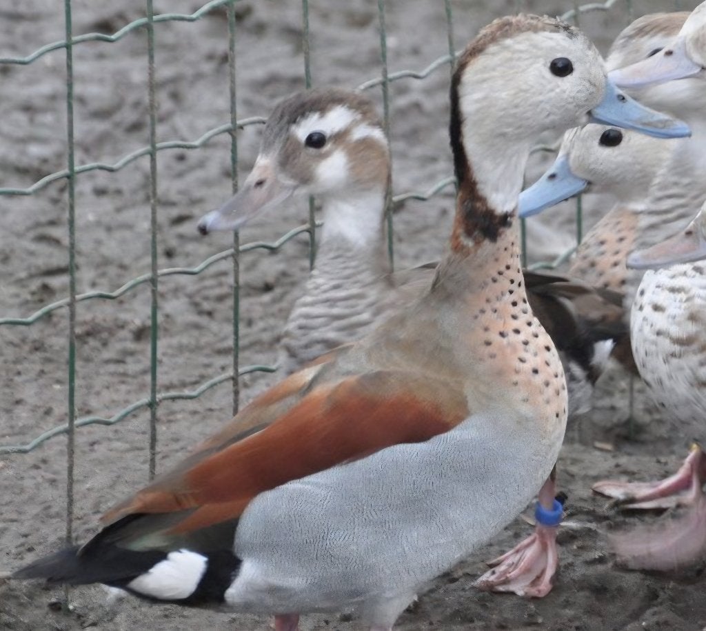 Eenden, Dieren en Toebehoren