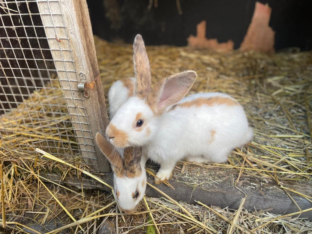 Jonge reuzenvlinders, Dieren en Toebehoren, Konijnen