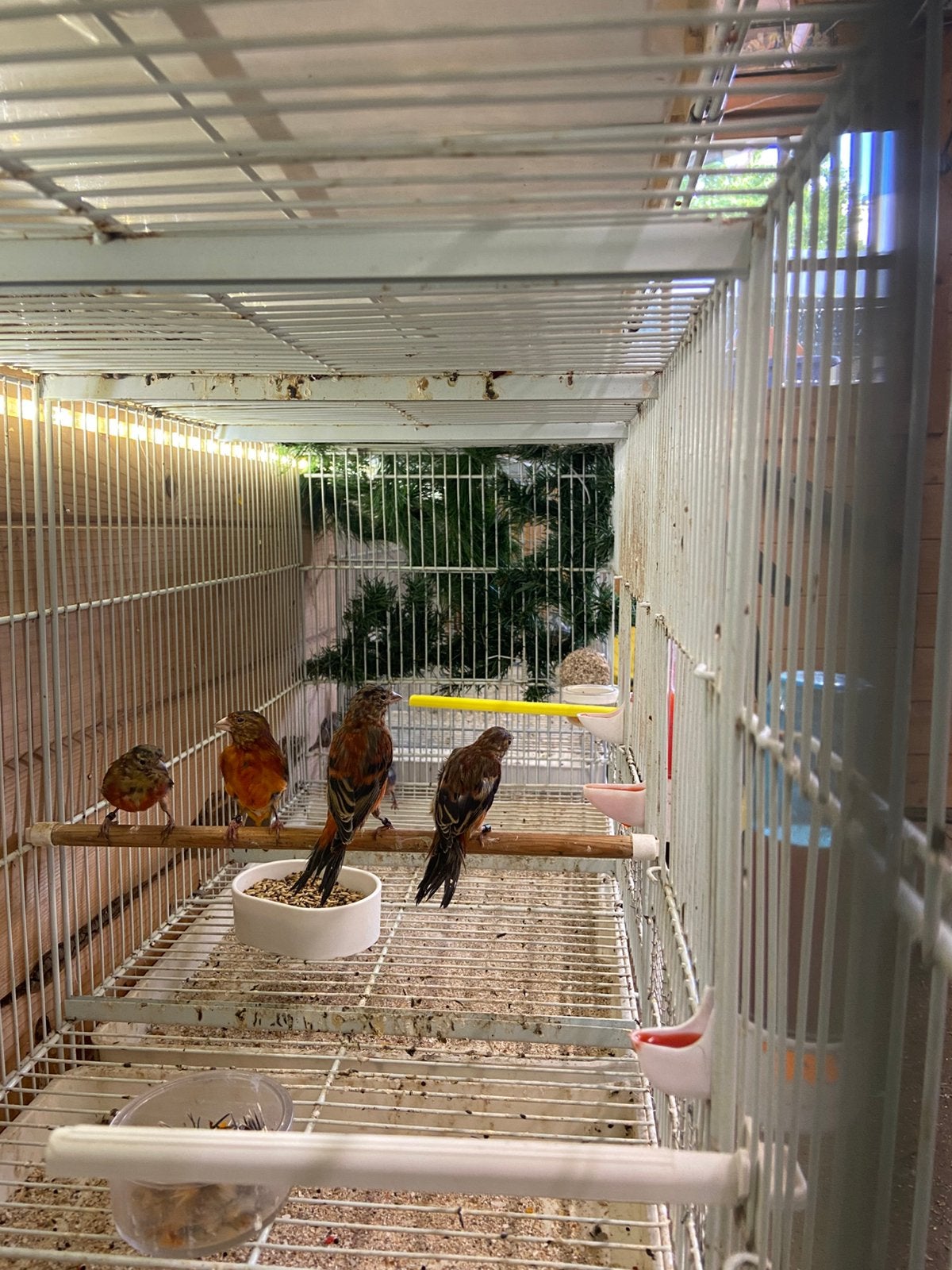 Kruisingen kapoetsensijs x kanarie, Dieren en Toebehoren, Mannelijk, Wildzangvogel, Geringd
