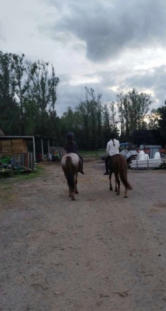 Verzorgpaard gezocht, Dieren en Toebehoren, Zadelmak, Springpaard