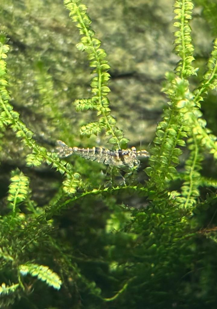 Wildkleur garnalen, Dieren en Toebehoren, Vissen | Aquariumvissen