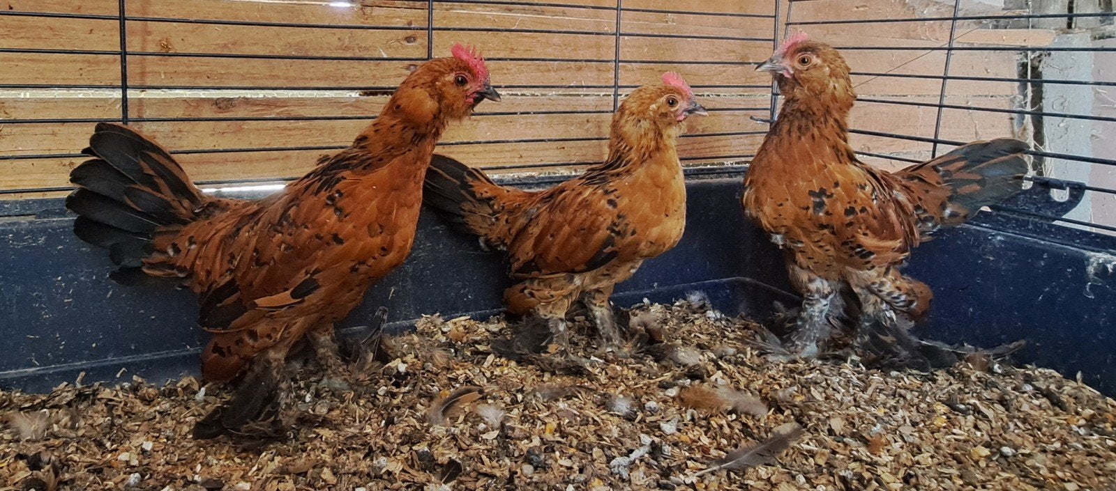 Ukkelse baardkriel haantjes, Mâle, Poule ou poulet