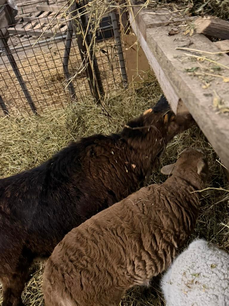 Mouton, Mouton