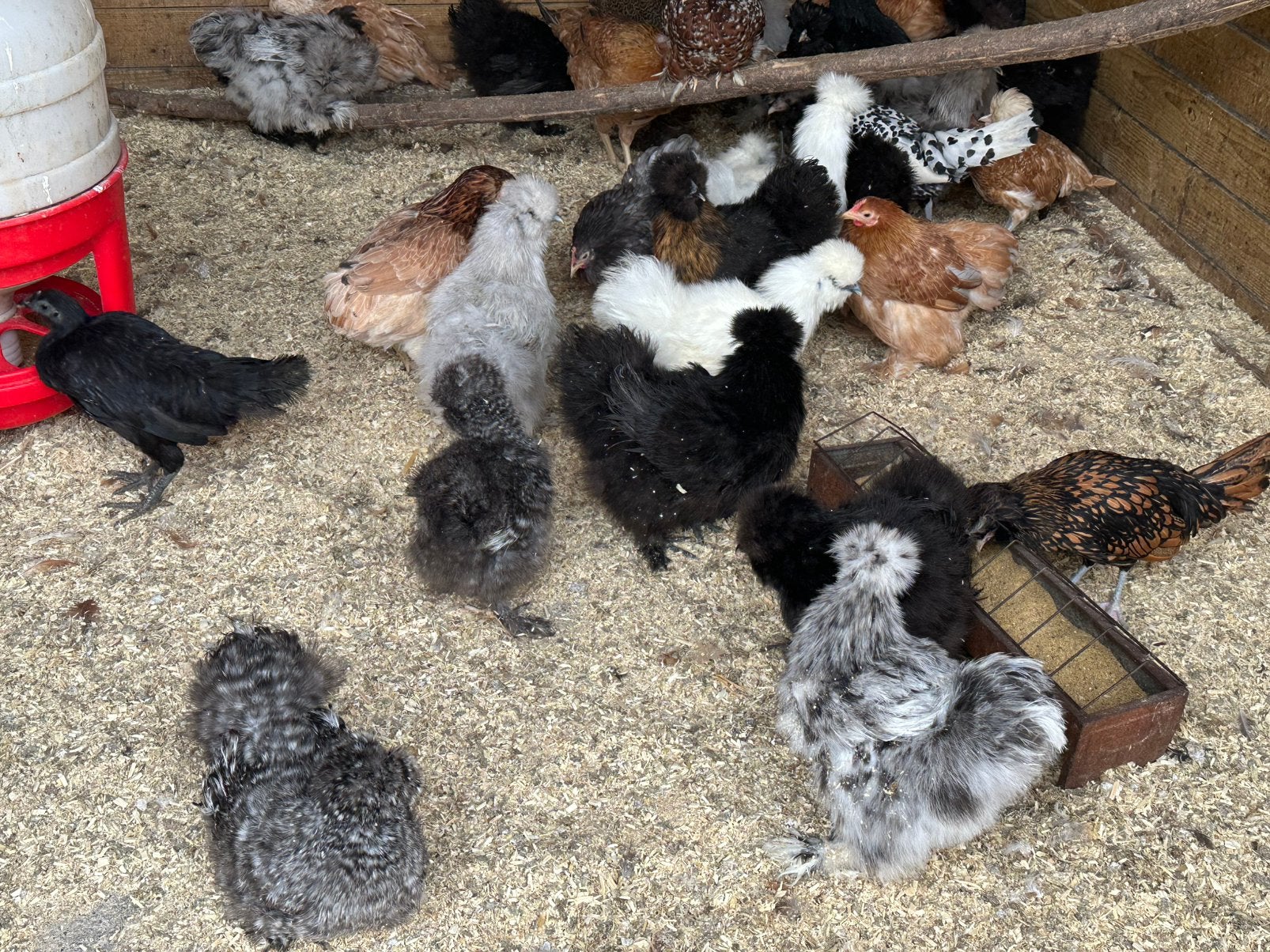 Sierkippen : zijdehoen cochin padua groenlegger marans, Dieren en Toebehoren