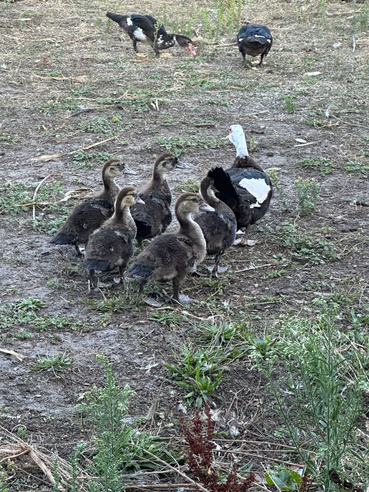 Jonge barberie eenden te koop, Canard