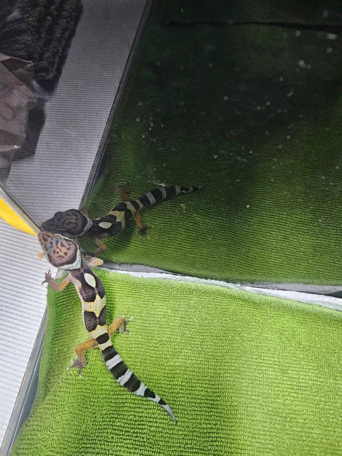 baby luipaardgekko h2, Hagedis, Tam, 0 tot 2 jaar