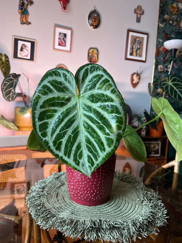 Anthurium Silver blush, Enlèvement