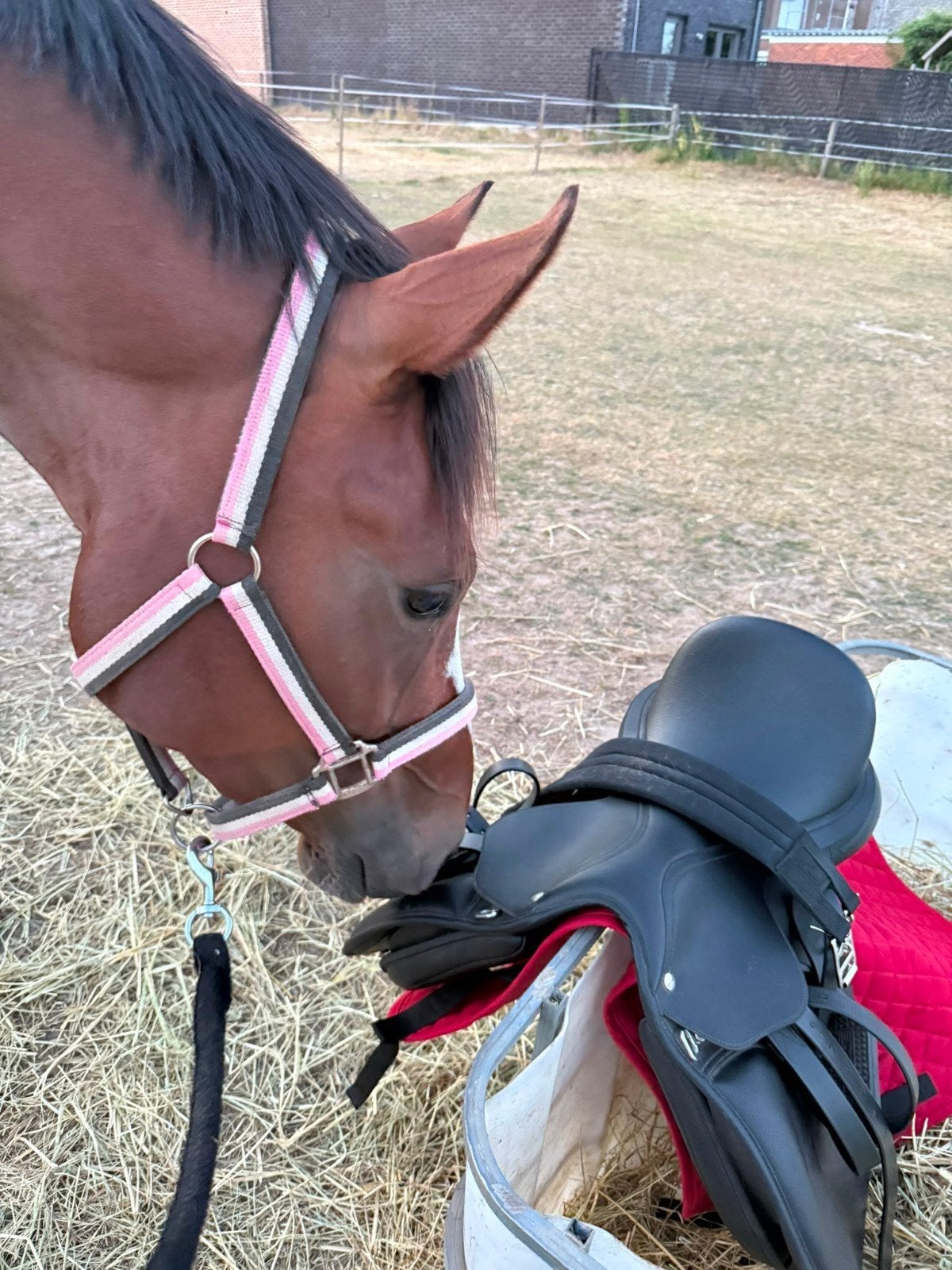 Veelbelovende kwpn merrie, Dieren en Toebehoren, Paarden, Merrie, M