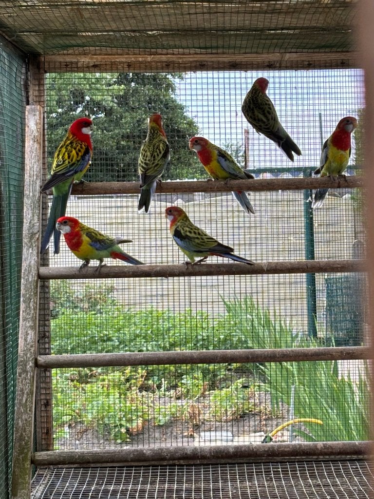 Rosselas, Dieren en Toebehoren, Meerdere dieren, Parkiet