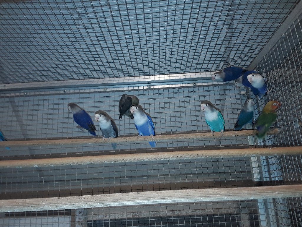 Broedrijpe ficherie, Meerdere dieren, Dwergpapegaai of Agapornis, Geringd