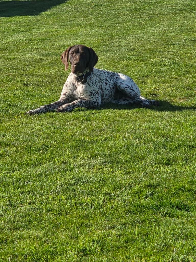 Duitse staande reu, 1 jaar met stamboom, Duitse Staande hond, België, Fokker | Hobbymatig, Reu
