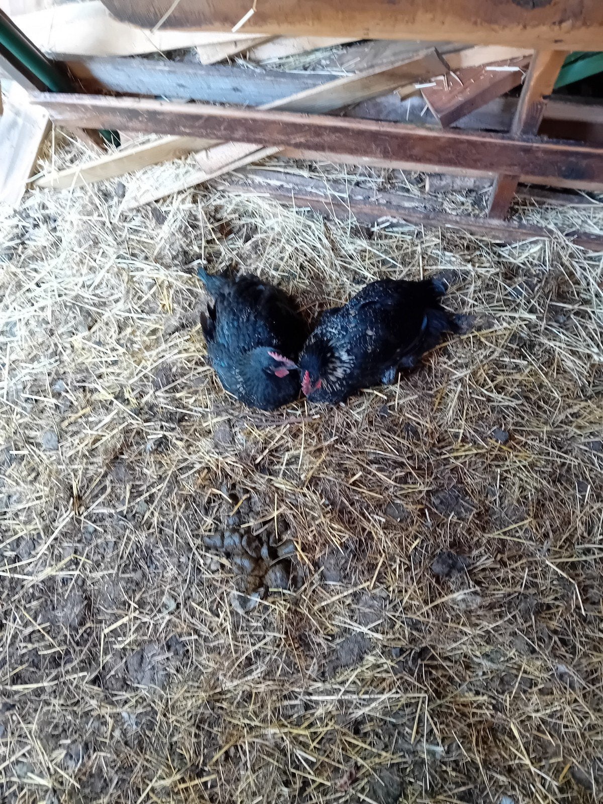 Twee zwarte haanen