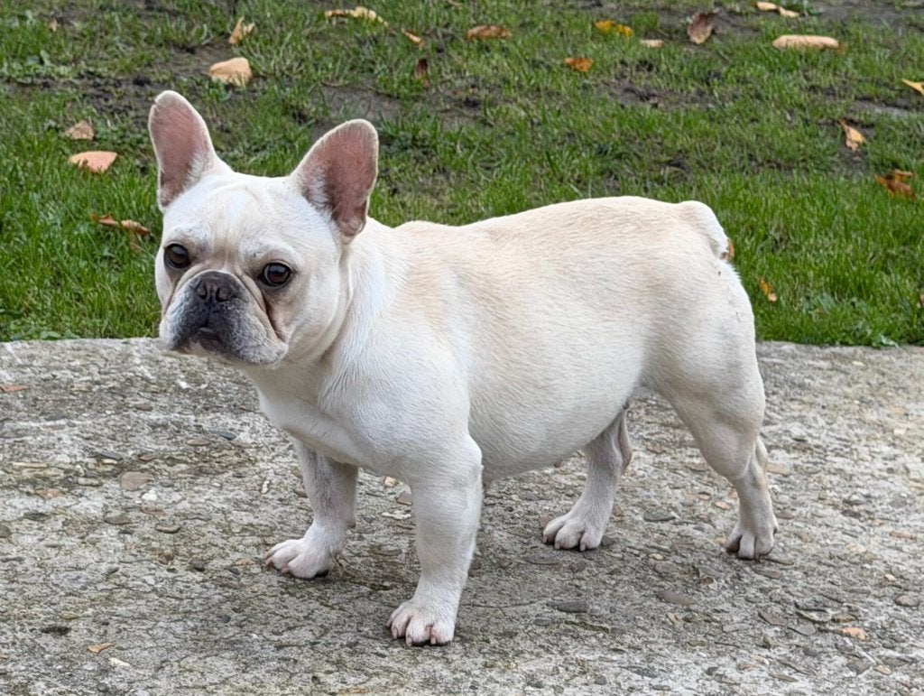 Franse Bulldog teef, België, Fokker | Hobbymatig, 1 tot 2 jaar, CDV (hondenziekte)
